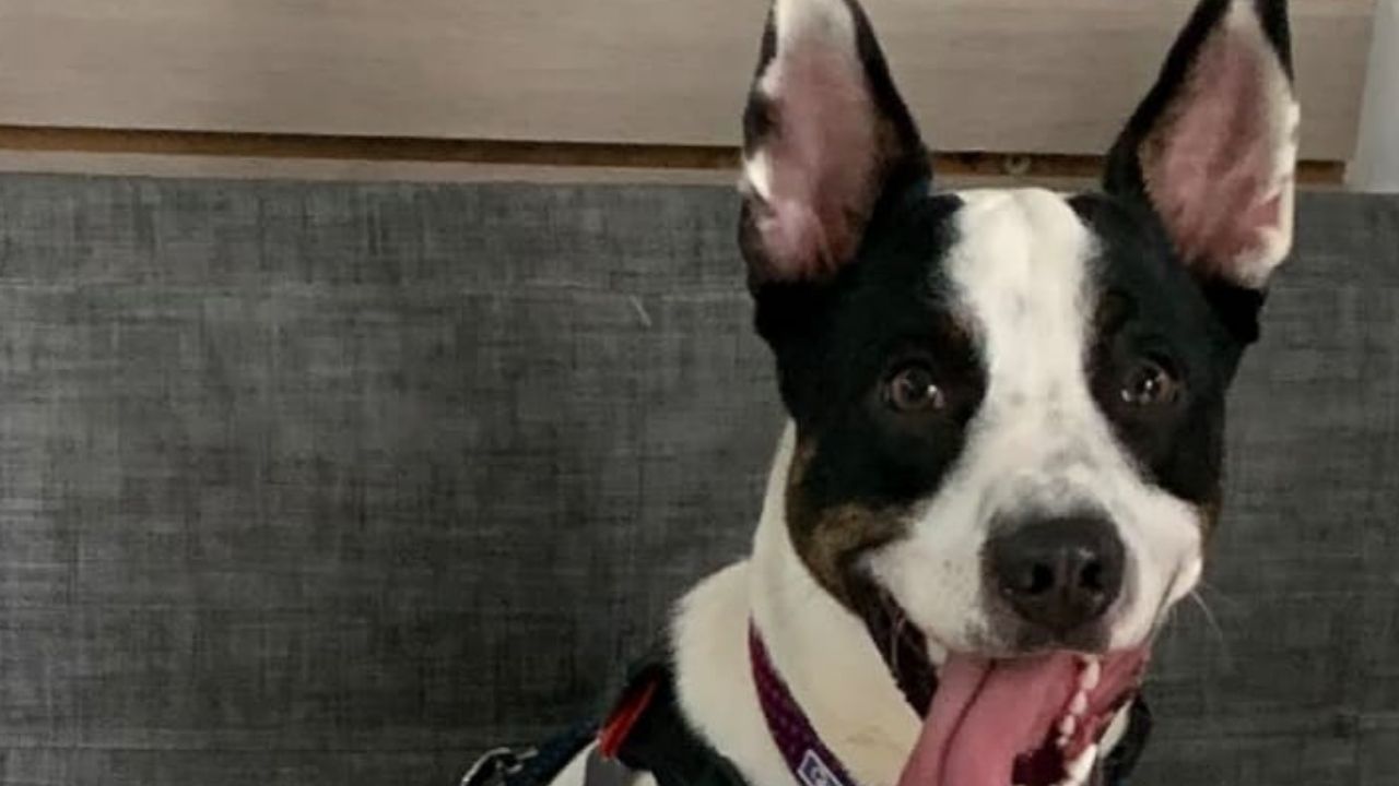 Están buscando a Lola desde el 9 de agosto en Rionegro ¿la ha visto?
