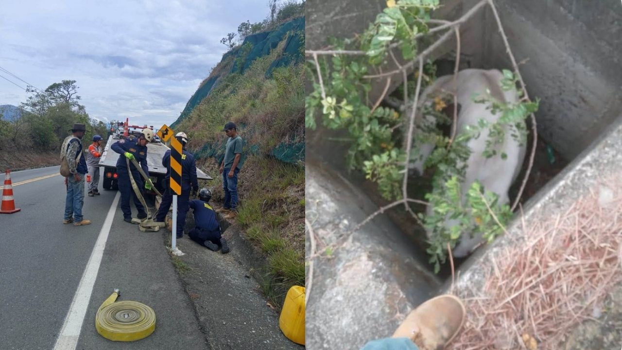 Así sacaron a una vaca que estaba atrapada en una estructura hidráulica en Santa Fe de Antioquia