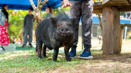 Julio Chanchitos, minipig rescatado por maltrato, ahora es mascota de colegio en Las Palmas