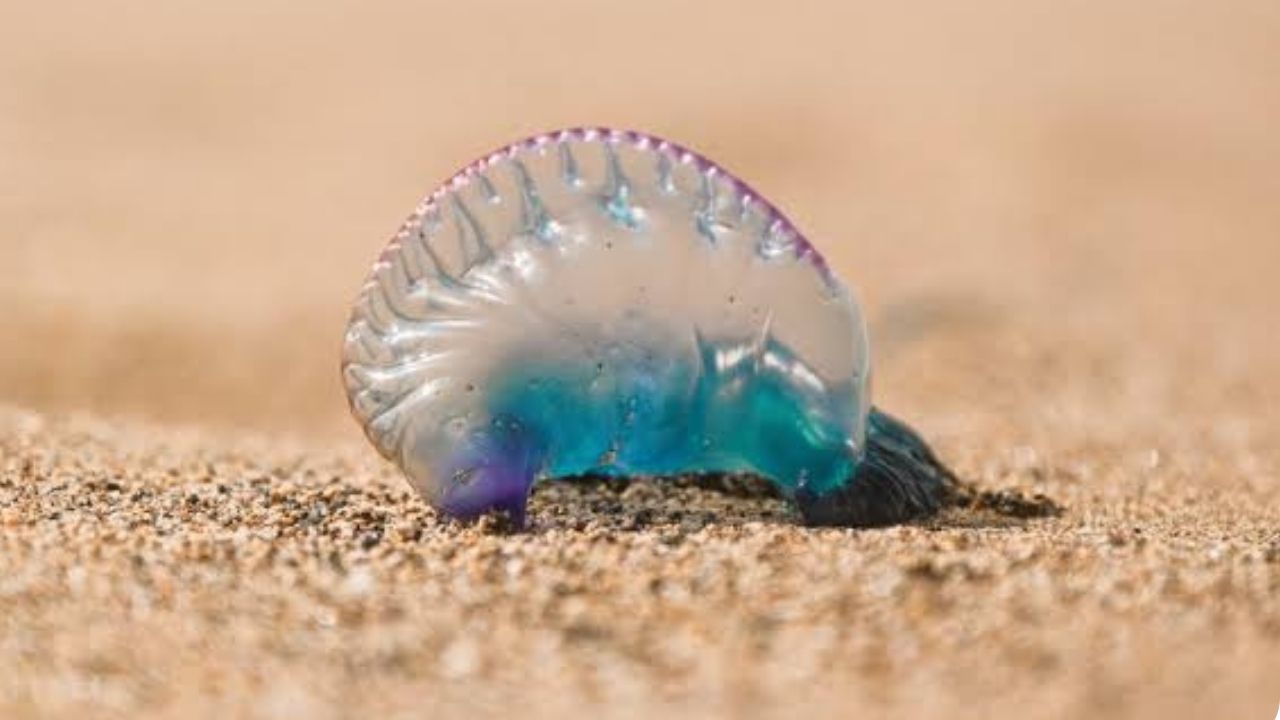 Alert in Urabá, Antioquia due to presence of Portuguese man-of-war in Necoclí beaches