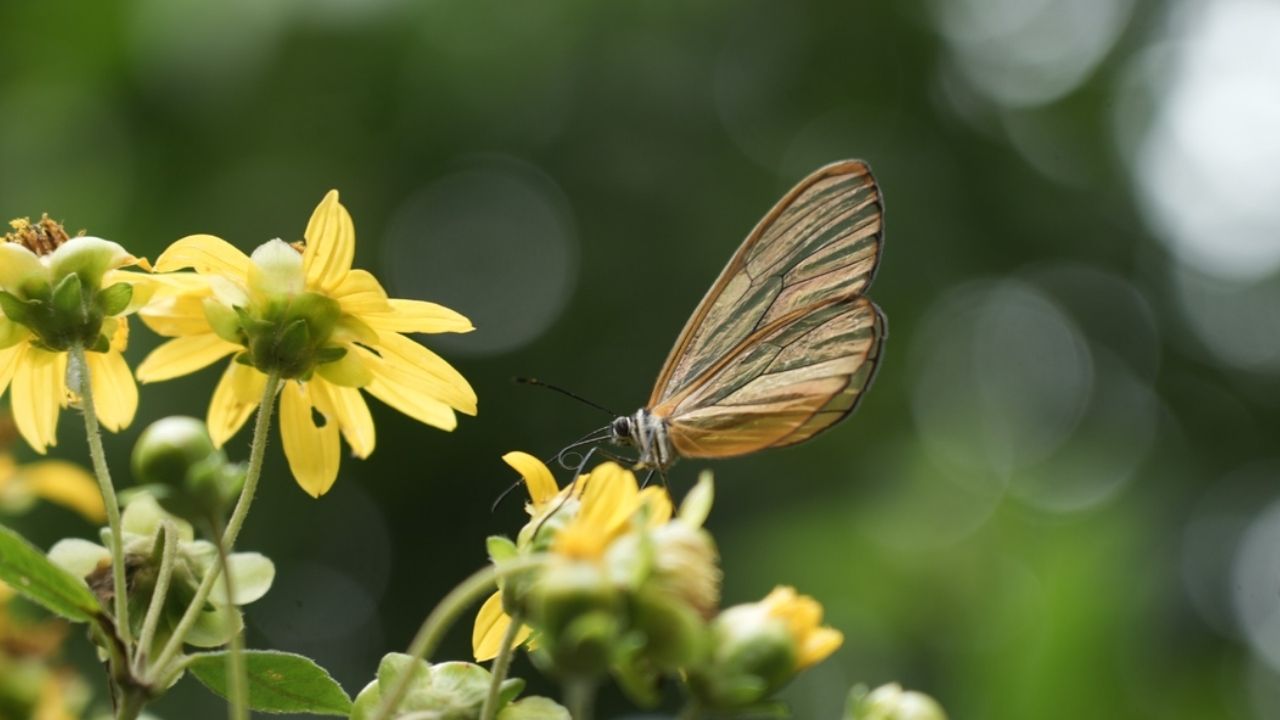 Medellín será la primera ciudad de Colombia en pagar por conservar biodiversidad: convocatoria abierta en cinco corregimientos