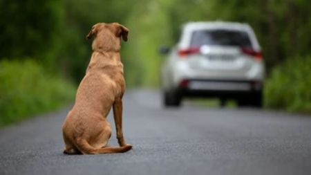 Presunto abandono de 2 perros en vía vieja a San Jerónimo genera preocupación en la comunidad