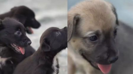 VIDEO: Cerca de 40 perros reciben atención veterinaria luego de un incendio cerca de un refugio en Girardota Cerca de 40 perros reciben atención veterinaria luego del incendio en Girardota