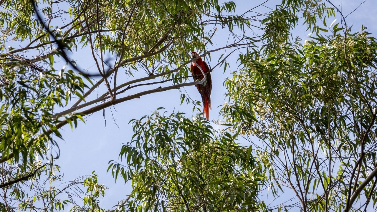 Rescatan a una guacamaya que quedó atrapada en un árbol en el Valle de Aburrá