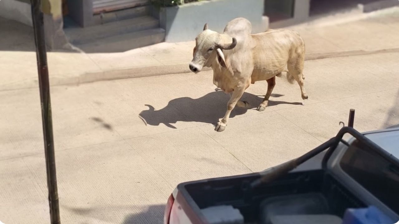 Un toro se le voló al dueño y creó caos en pleno pueblo de Remedios, Antioquia