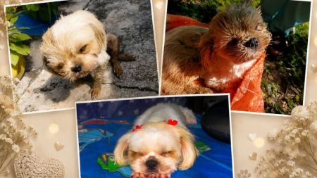 Luna no resistió; murió la perrita rescatada luego de sufrir un brutal caso de maltrato en San Roque Luna no resistió; murió la perrita rescatada luego de sufrir un brutal caso de maltrato en San Roque
