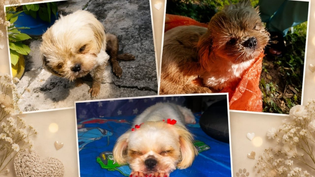 Luna no resistió; murió la perrita rescatada luego de sufrir un brutal caso de maltrato en San Roque