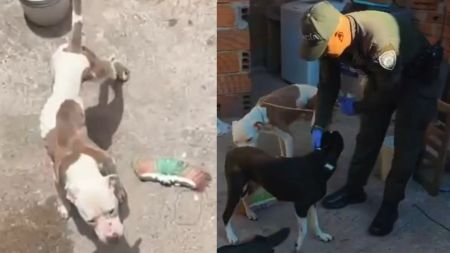 VIDEO: Luego de una denuncia ciudadana, rescatan a dos caninos que habrían sufrido maltrato en Castilla