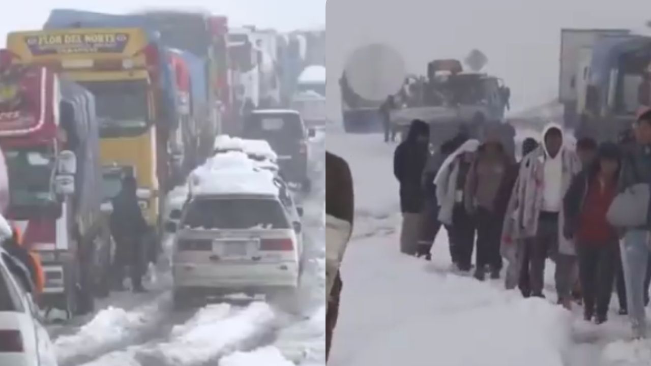 Inusual nevada en Bolivia destruye cultivos y deja cerca de 1.500 animales muertos