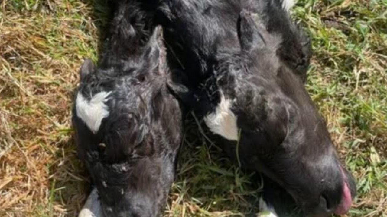 Reportan nacimiento de ternera con dos cabezas en zona rural de La Unión