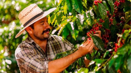 Comienza la votación de las familias cafeteras para definir a sus delegados en Antioquia