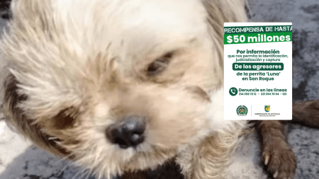 Ofrecen hasta $50 millones de recompensa por responsables de atrocidad contra la perrita 'Luna' en San Roque