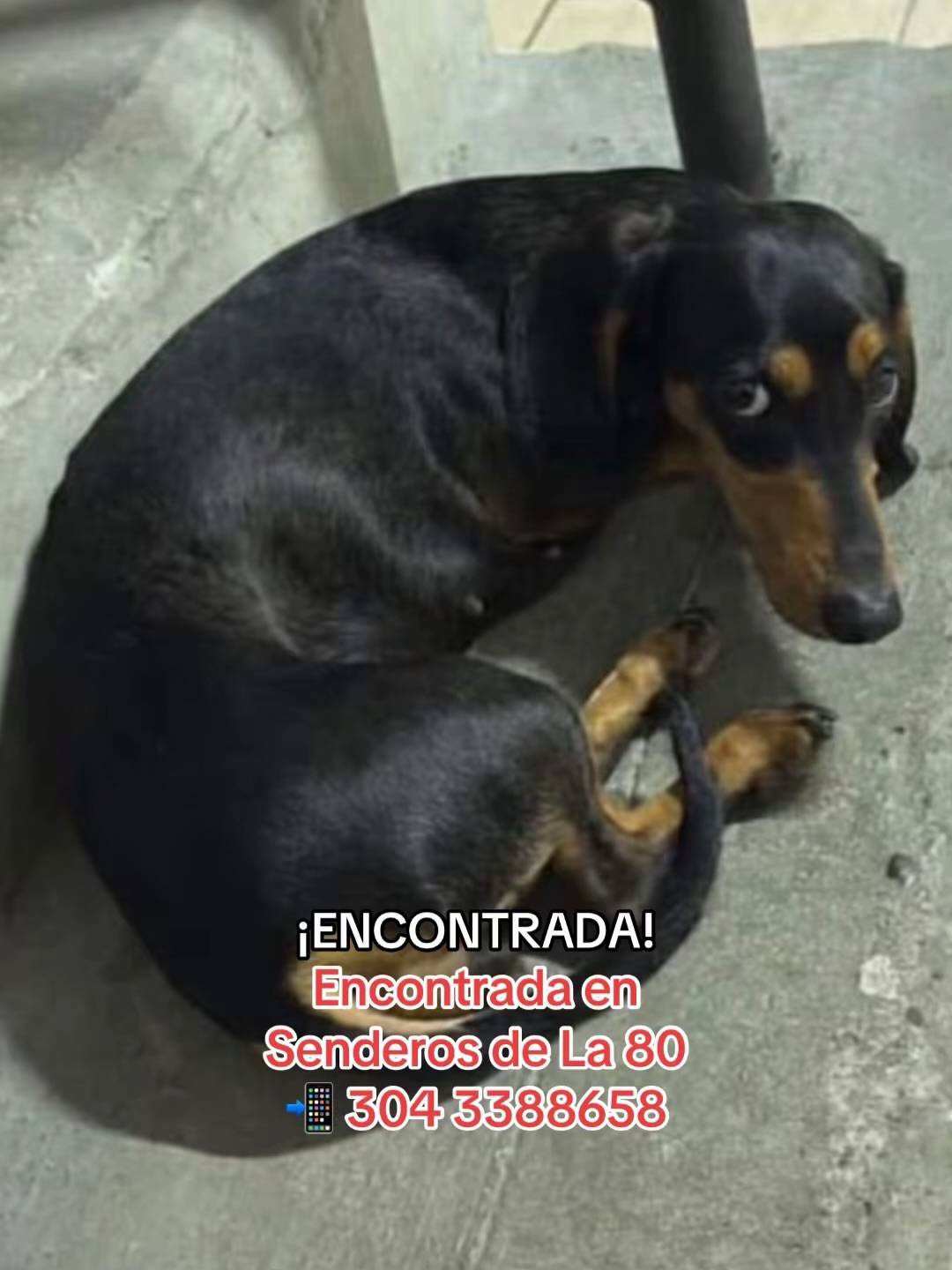 PERRITOS PERDIDOS DURANTE EL TEMBLOR EN MEDELLIN.🚨🆘¡Por favor difundir medellincolombia per 13