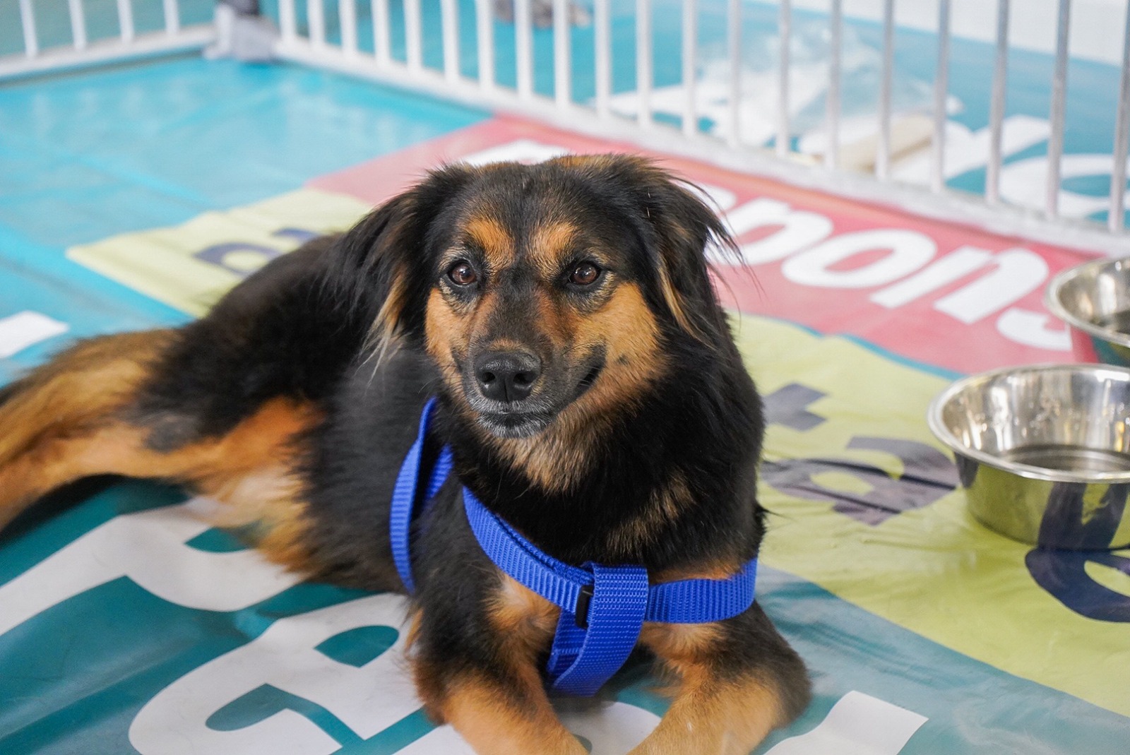 Adopción, microchips y pedagogía: así será el primer festival sobre cuidado de mascotas
