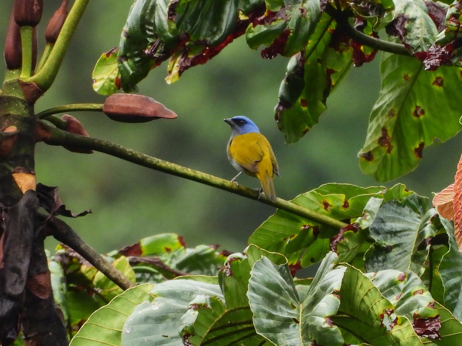 Más de 200 eventos harán parte de la Climate Week Biodiversity 2026 en Medellín