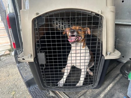 VIDEO: Rescatan a un perro en Villa Hermosa luego de una denuncia ciudadana