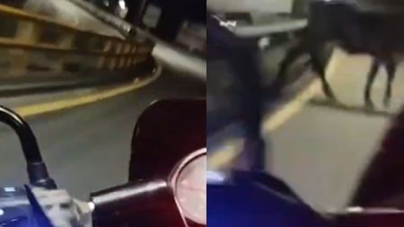 VIDEO: ¿De dónde salió? Motociclista esquivó una vaca suelta subiendo la autopista Medellín-Bogotá