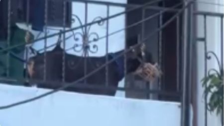 Denuncian presunto maltrato animal contra un perro en el barrio Robledo Miramar
