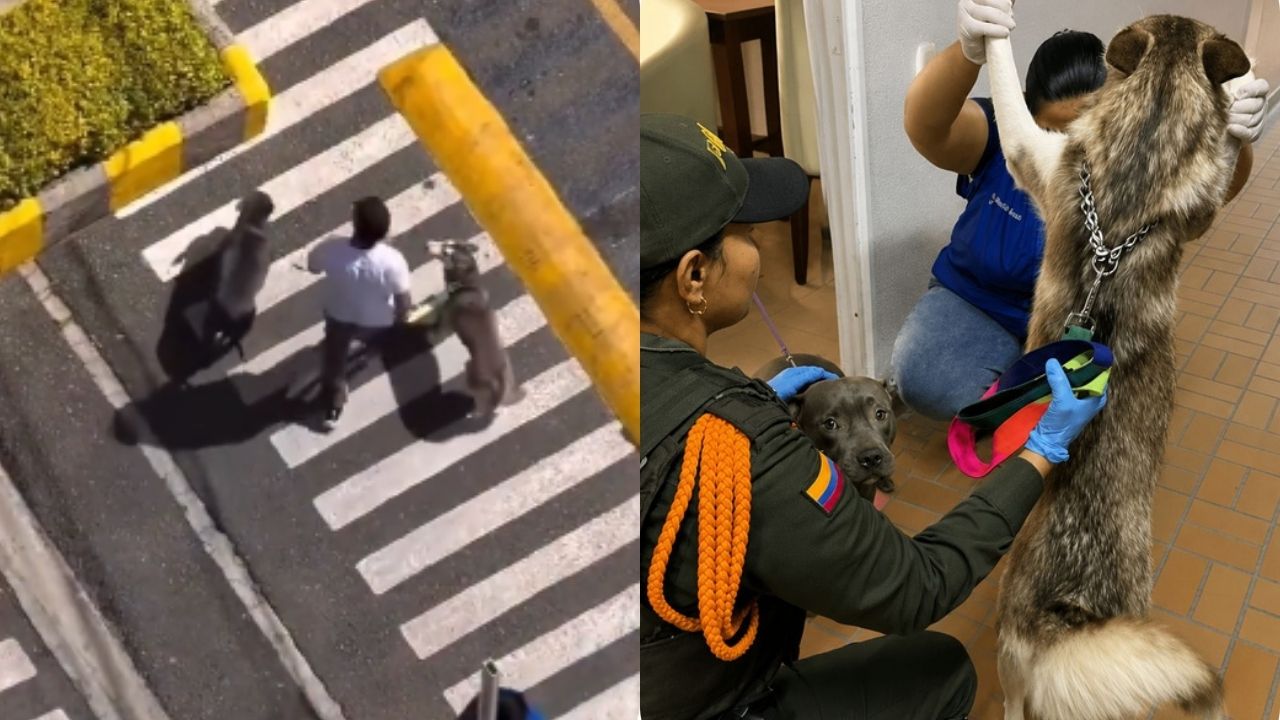 VIDEO: Denuncian constantes agresiones a dos perros en Bello