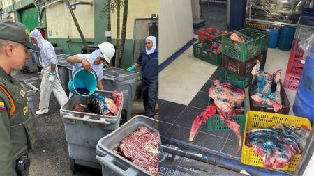 En Bello decomisan más de una tonelada de carne de cerdo en mal estado; conozca los detalles En Bello decomisan más de una tonelada de carne de cerdo en mal estado; conozca los detalles