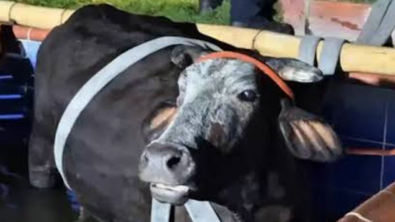 Así rescataron a una vaca en gestación de 500 kilos que cayó a una piscina