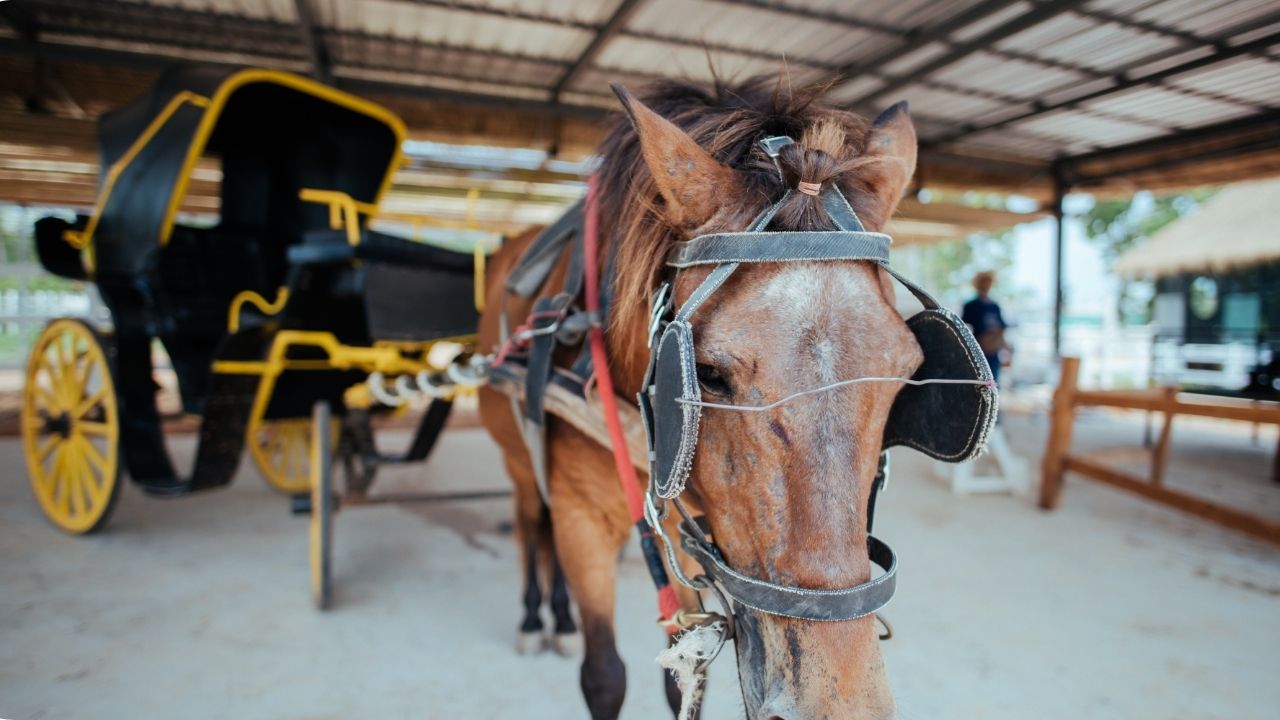Adiós a las carrozas de caballos: la Corte Constitucional prohíbe la tracción animal en el turismo