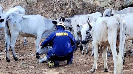 Investigan posible maltrato animal a 18 vacas en Santa Fe de Antioquia Investigan posible maltrato animal a 18 vacas en Santa Fe de Antioquia