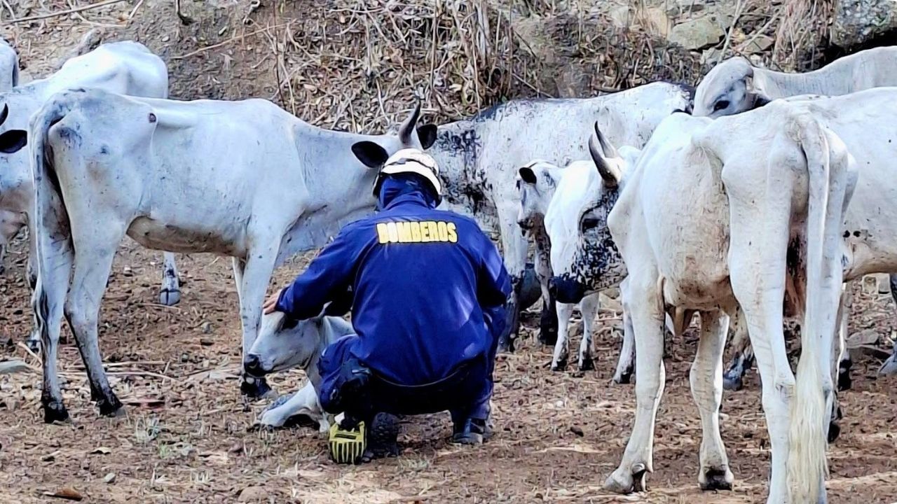 Investigan posible maltrato animal a 18 vacas en Santa Fe de Antioquia