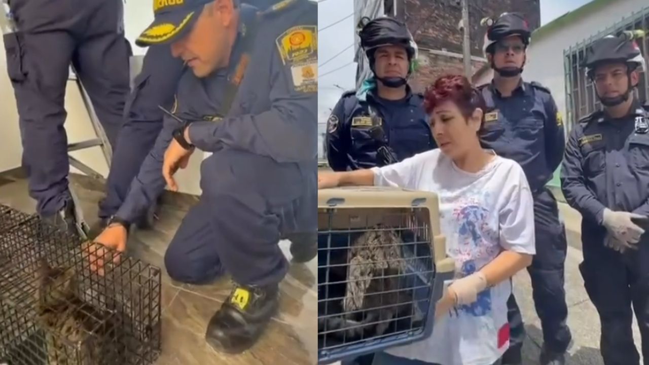 VIDEO: Atrapado en las alturas: la historia del gato que sobrevivió 45 días en la cima de un edificio en Pereira