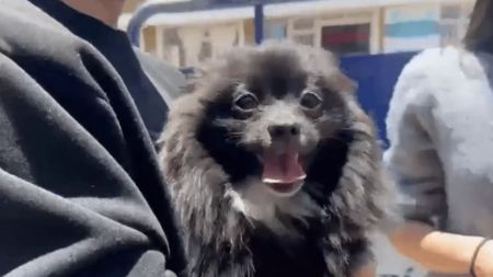 VIDEO: Así fue el rescate de Pato, el pomerania robado durante un atraco