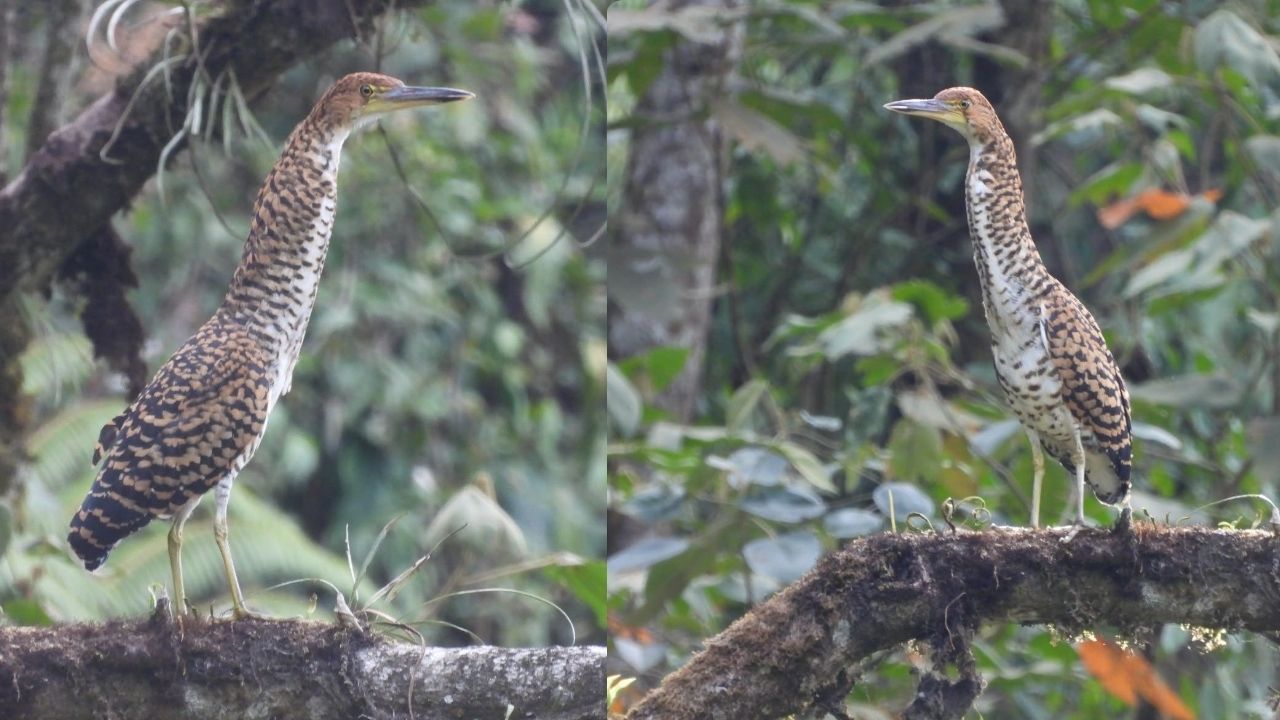 Avistan por primera vez el vaco cabecinegro en el Alto de San Miguel en Medellín