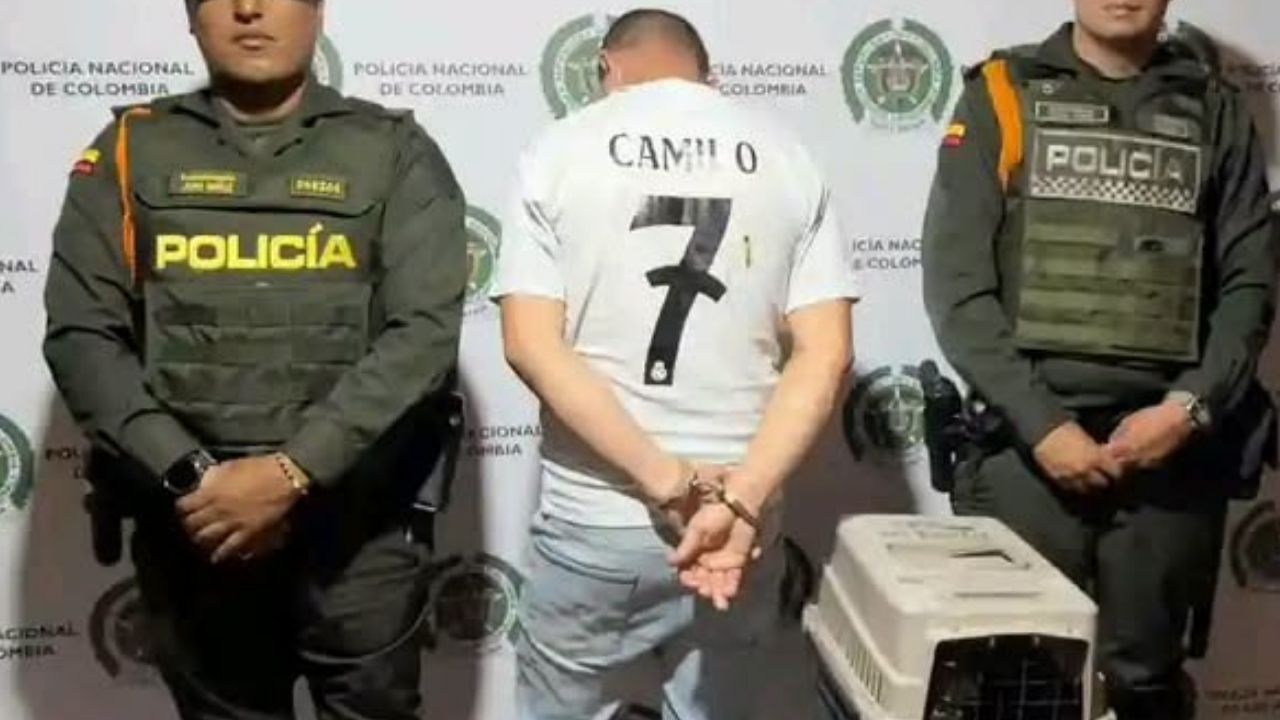 Capturaron a Sandro en Castilla: llevaba una lora frentiamarilla en el hombro