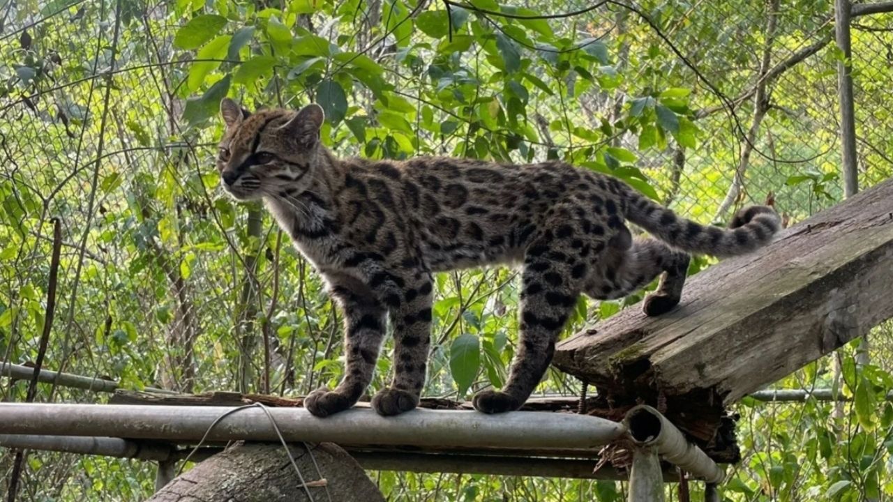 ¡Hallazgo histórico! Descubren en Bolivia un felino que la ciencia no veía en más de un siglo