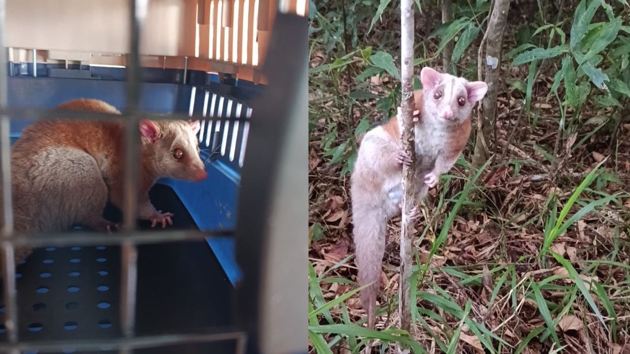 Hallan una inusual zarigüeya lanuda en una tienda rural de Jericó tras 15 años sin avistamientos