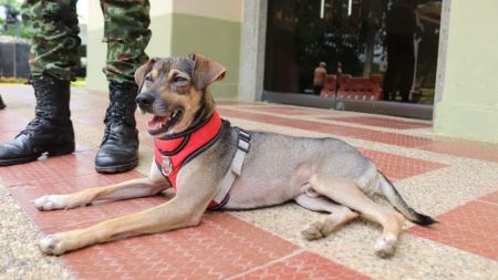 Conozca la historia de Aqua, el perro rescatado en medio de las inundaciones en Córdoba que fue adoptado por un soldado Aqua