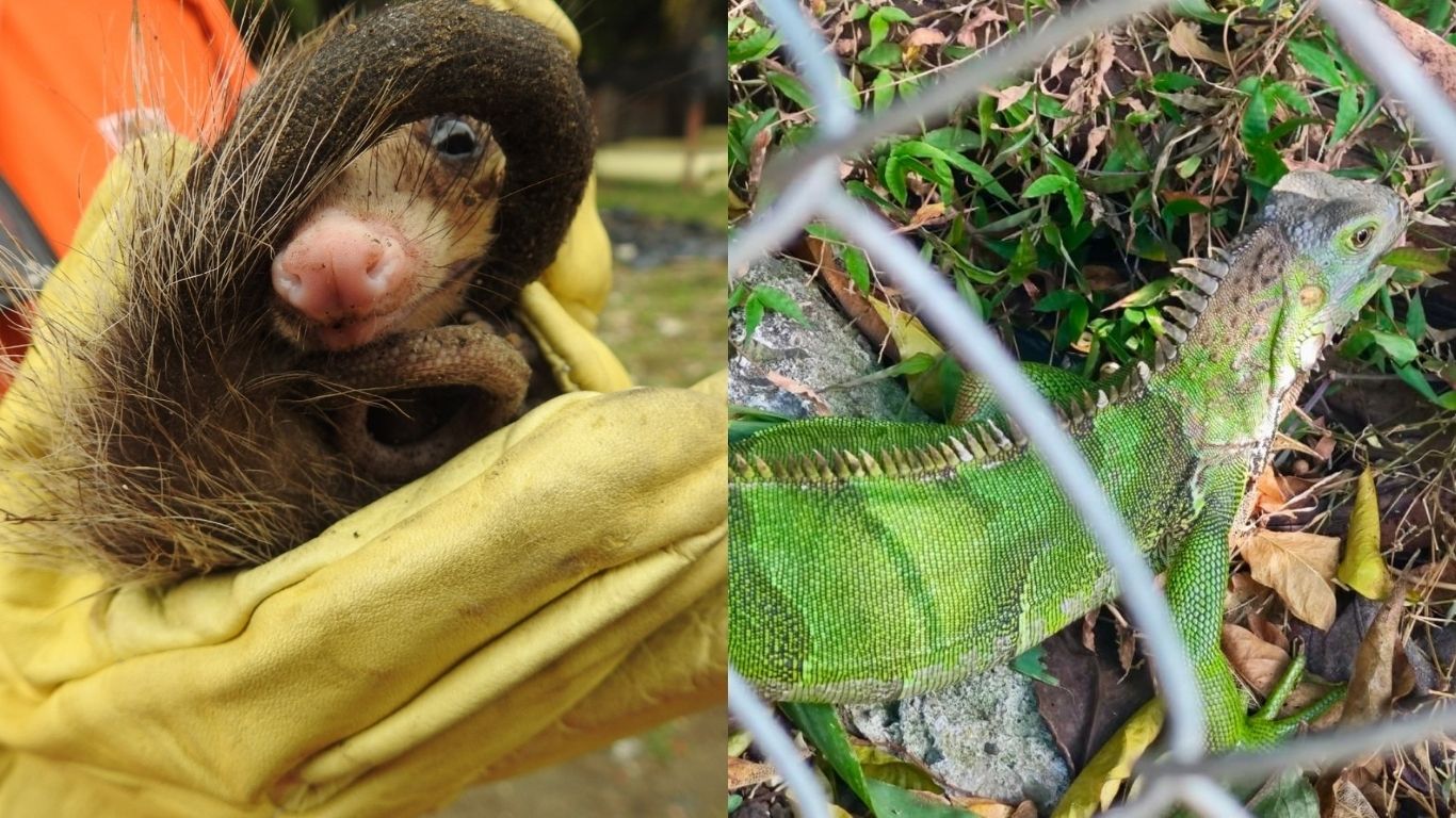 Metro de la 80 identificó 76 especies de fauna y realizará jornadas de sensibilización