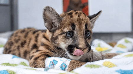 Cachorro de puma rescatado en Valdivia ya se recupera en el Parque de la Conservación de Medellín Cachorro de puma rescatado en Valdivia ya se recupera en el Parque de la Conservación de Medellín