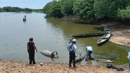 nvestigan causa de la muerte de cuatro manatíes en el Magdalena Medio: esto se sabe
