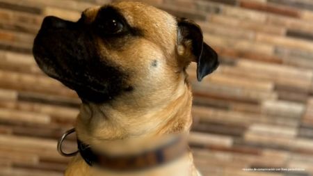 Caso Lucas: Edgar irá a la cárcel por maltratar a este perro criollo en Envigado