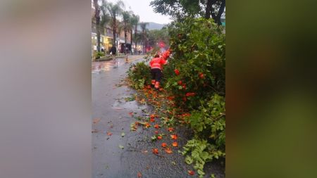 Bomberos de Bello atendieron caída de árbol que afectó la movilidad en la Diagonal 55