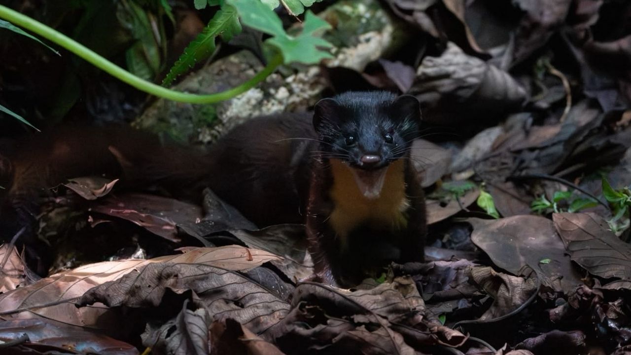 Comadreja rescatada con pocos días de vida en San Antonio de Prado regresa a su hábitat natural