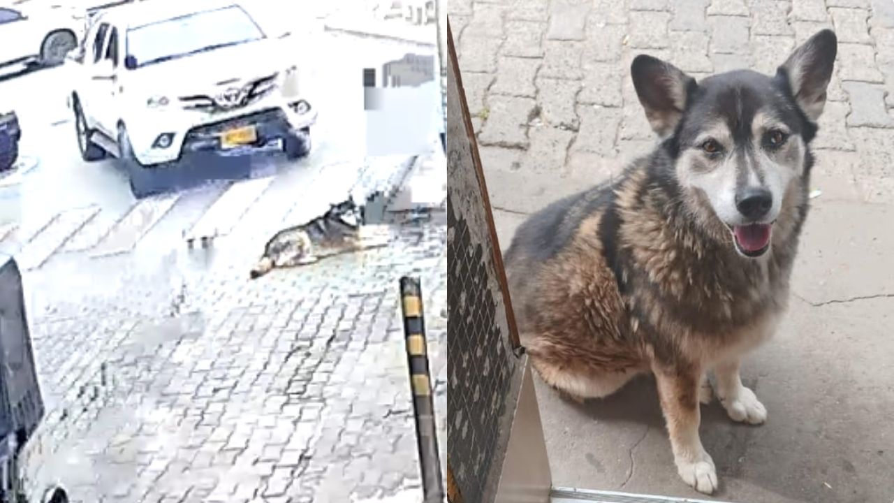 VIDEO: Investigan el caso de un perro atropellado en el parque de La Unión