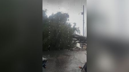 EN VIDEO | Árbol cayó durante el fuerte aguacero en el barrio El Playón de Medellín