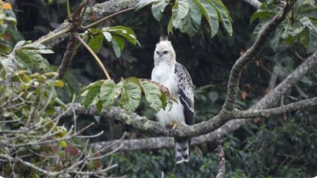 Nuevamente avistan un águila crestada en la zona rural de Medellín: así fue el registro