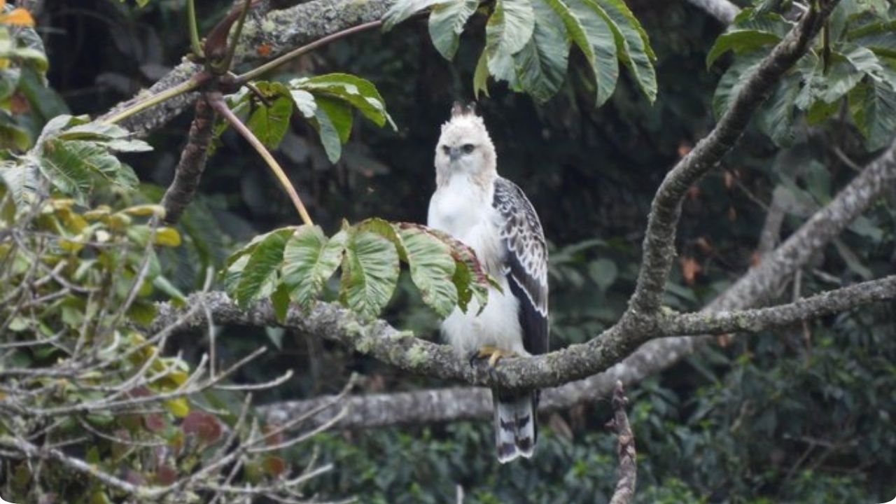 Nuevamente avistan un águila crestada en la zona rural de Medellín: así fue el registro