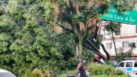 Caída de un árbol en Medellín, genera cierre total en la Avenida Guayabal, llegando a Cristo Rey