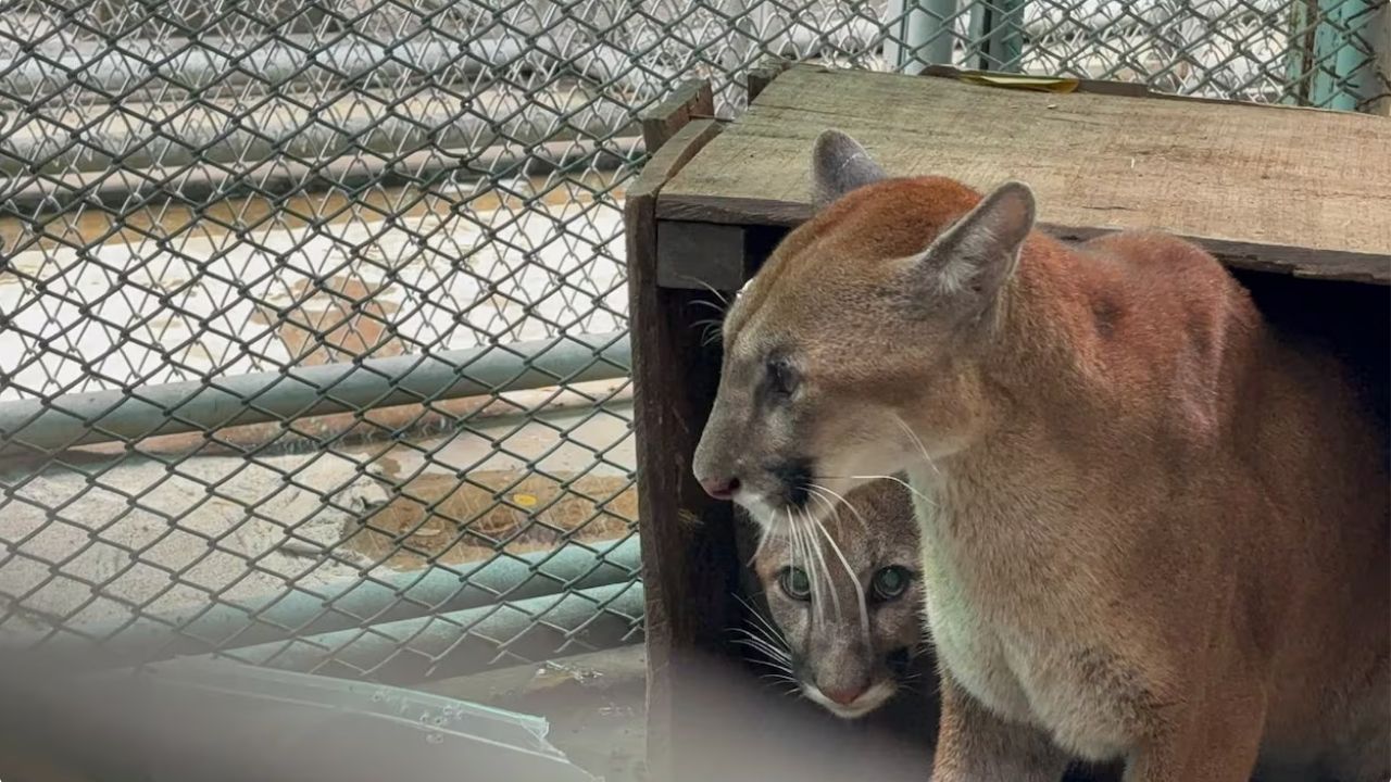 VIDEO: Así fue el rescate de dos pumas que duró cerca de 10 horas