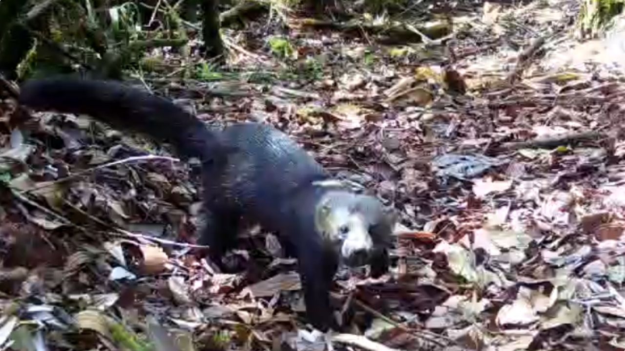 VIDEO: ¿Lo ha visto? Captaron una Tayra en zona rural de Belmira