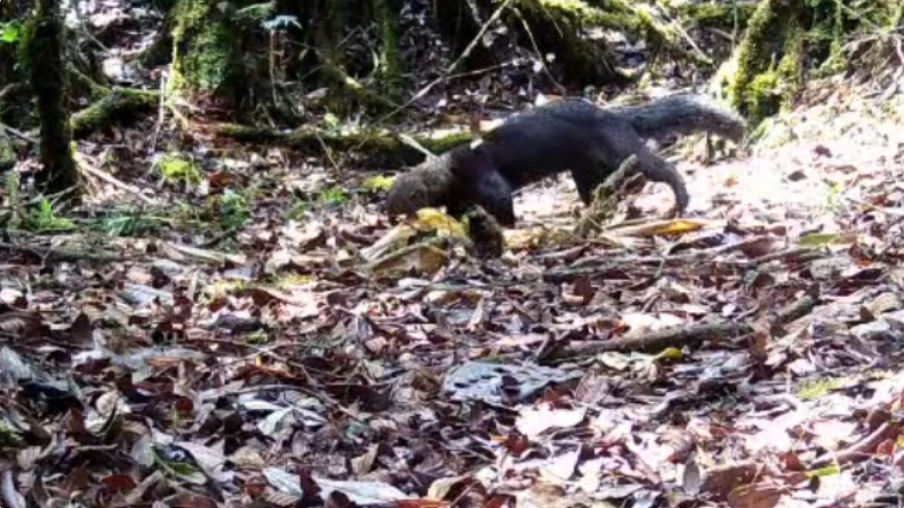 VIDEO: ¿Lo había visto antes? Captaron una Tayra en zona rural de Belmira 2 VIDEO: ¿Lo ha visto? Captaron una Tayra en zona rural de Belmira