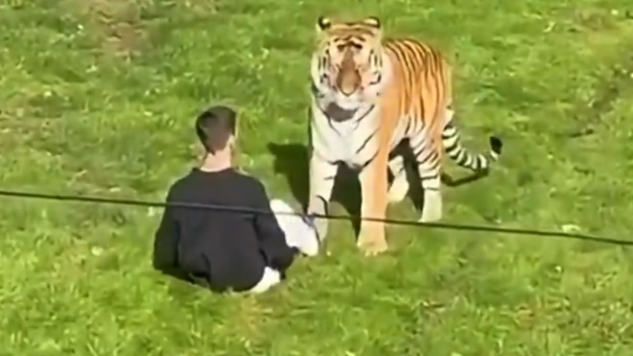 Tigre ataco hombre metio espacio parque inglaterra
